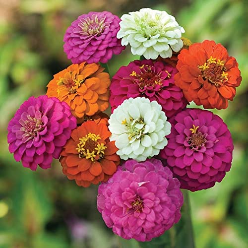 HẠT GIỐNG CÚC NHẬT TomorrowSeeds - Pom Pom Pompon Zinnia Seeds - 50+ Count Packet - USA Garden