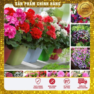 GIẢM 65K COMBO 08 HẠT GIỐNG HOA TẾT ĐÓN XUÂN SANG