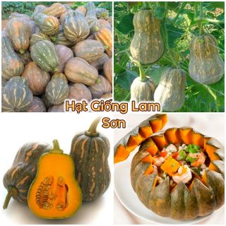 HẠT GIỐNG BÍ ĐỎ HỒ LÔ F1 - Ruột Đặc, Dẻo Thơm, Dễ Trồng Quanh Năm.