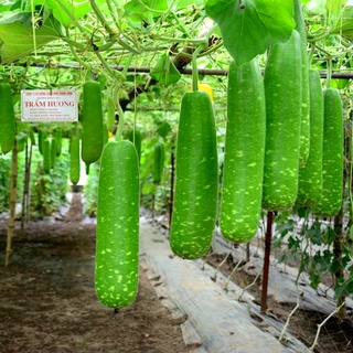 10 hạt giống bầu sao | hạt giống cần thơ