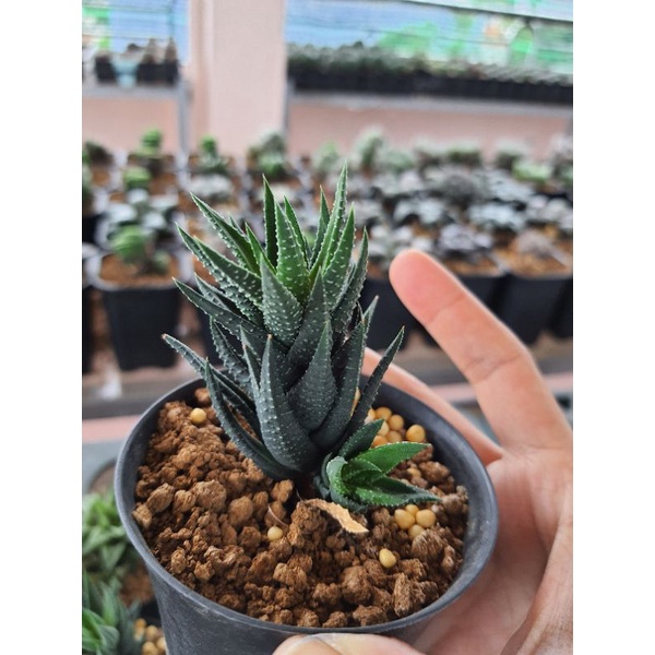 Haworthia Reinwardtii Hybrid đã thuần, dễ chăm