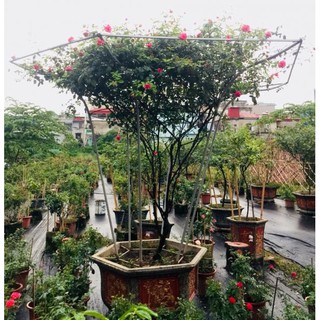 Cây hoa hồng cổ sapa thân tree