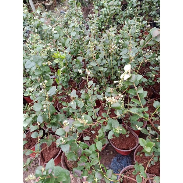 cây giống Việt quất .tặng kèm túi phân