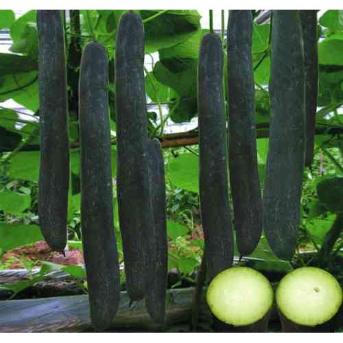Hạt giống Bí xanh ( Bí sặt)