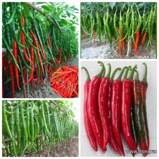 Hạt giống Ớt đậu đũa