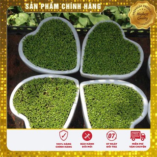 Hạt giống Cỏ May Mắn - 1gr