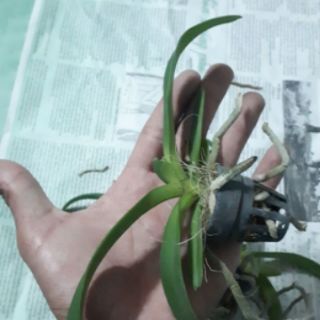 combo 6 cây lan Ngọc điểm giống