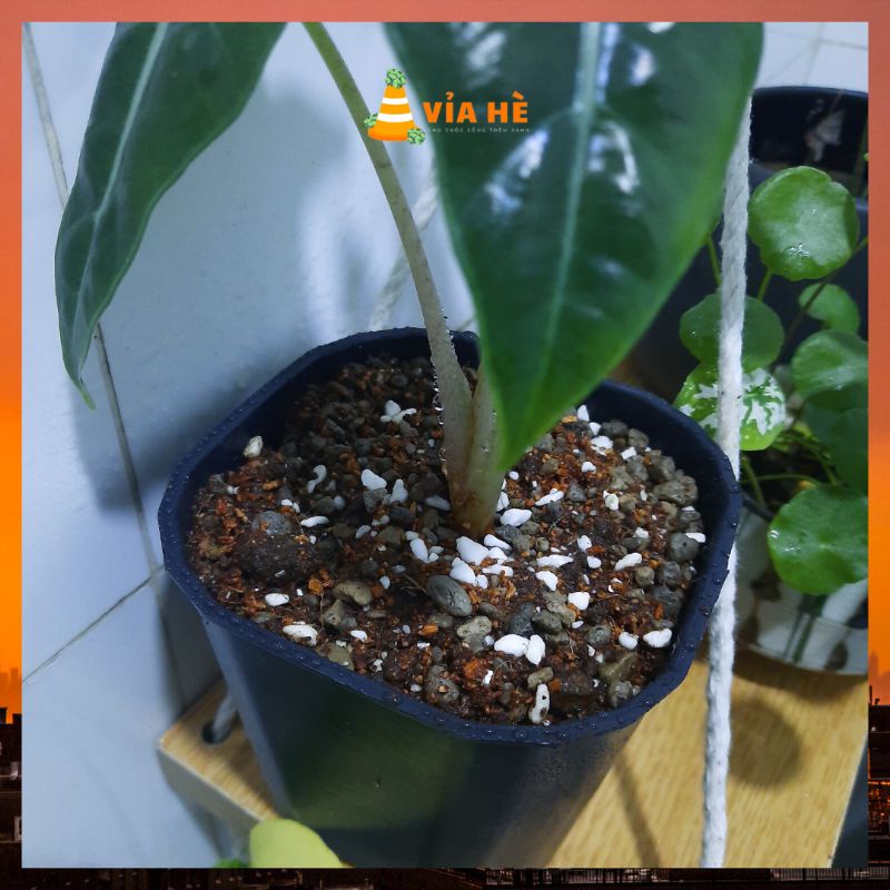 Đất trồng sen đá kiểng lá xương rồng túi 1kg 0.5kg trồng cây trong nhà VIAHE tơi xốp thoát nước tốt