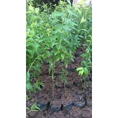 MẬN TÍM-SIÊU CHÁY-GIÁ SIÊU ƯU ĐÃI-CÂY CHỐNG CHỊU ĐƯỢC TRONG NHIỀU LOẠI THỜI TIẾT