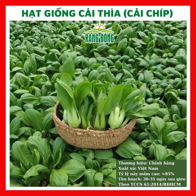 Hạt giống rau cải thìa ngon giòn ngọt cải chíp - rau củ quả trồng chậu, vườn dễ chăm sóc, tỉ lệ nảy mầm cao 20gr RADO 77