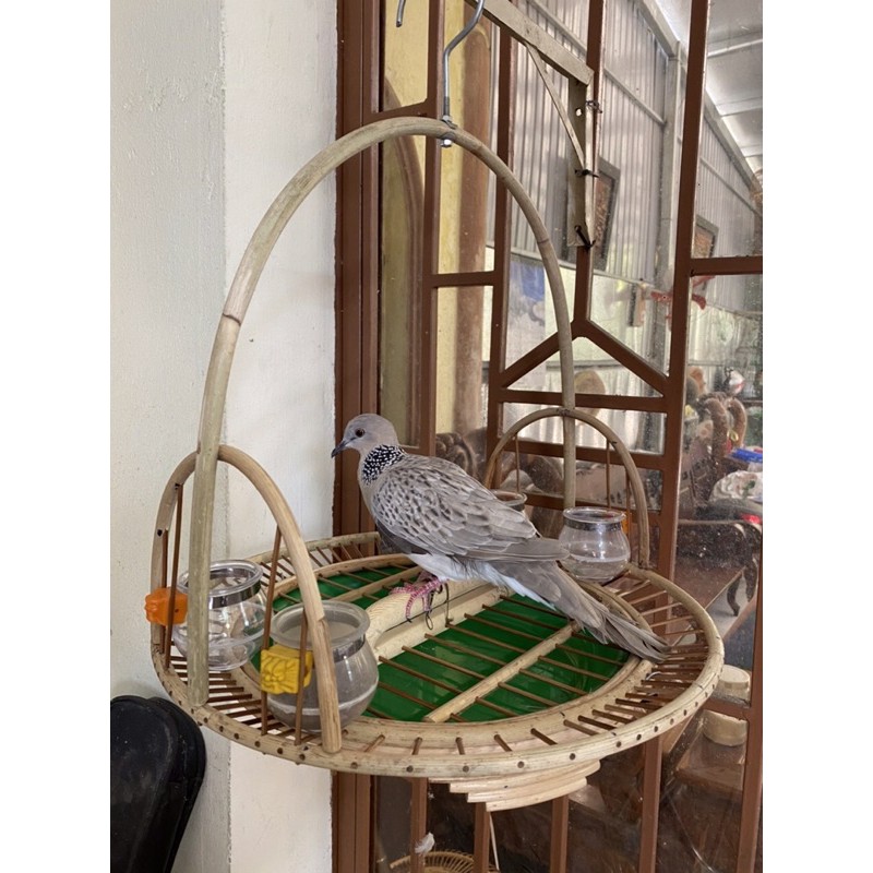 Dây xích chân chim cu gáy nuôi lồng trần