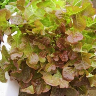 Hạt giống xà lách Oakleaf (Sồi tím) gói 2gr