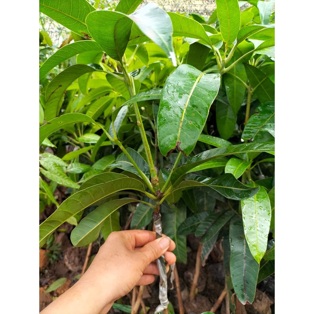 Cây giống xoài ớt tí hon