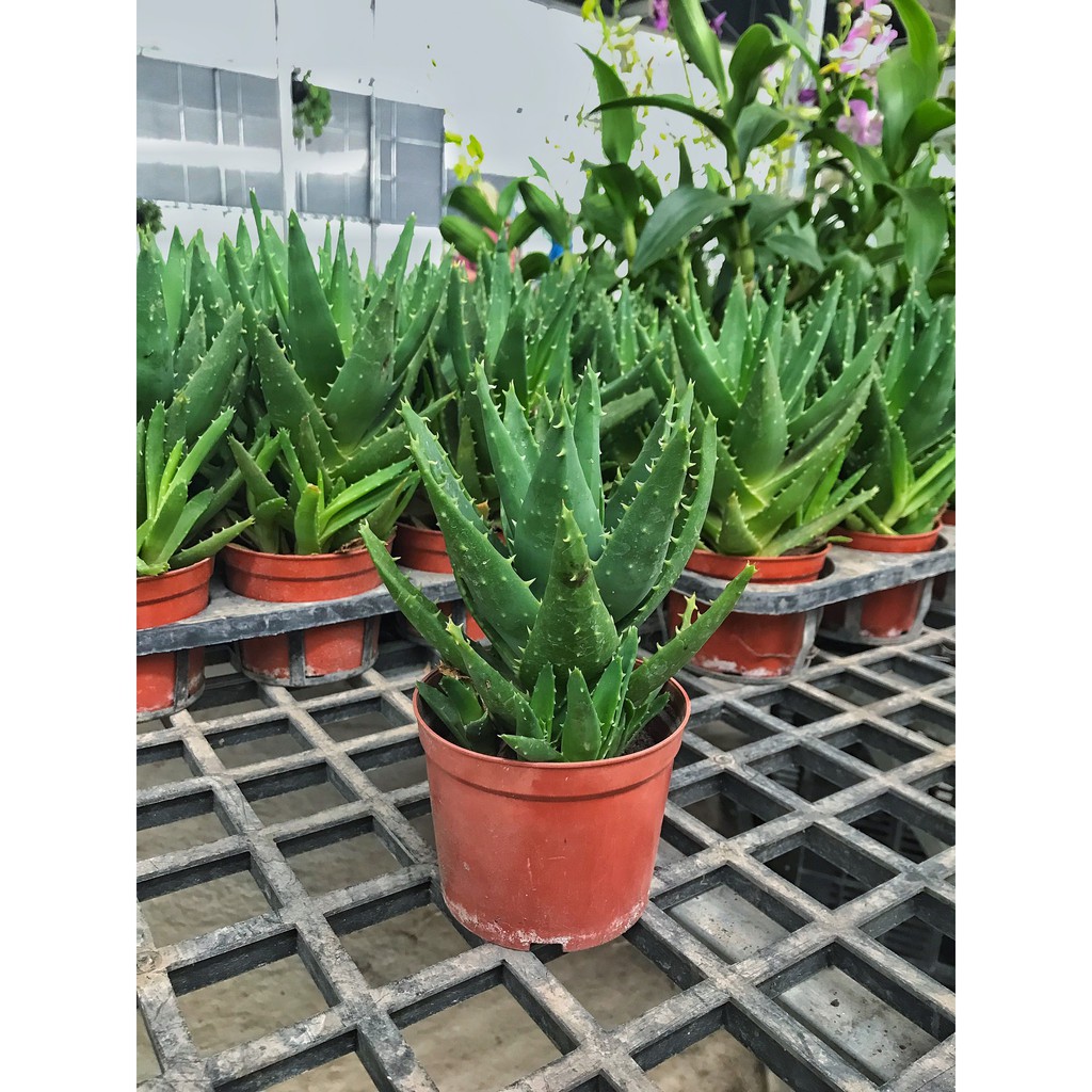 CÂY NHA ĐAM TRƯỞNG THÀNH GIÁ TẠI VƯỜN CAO 15-20cm ĐỂ BÀN, TRỒNG TRONG NHÀ, SÂN VƯỜN CỰC ĐẸP
