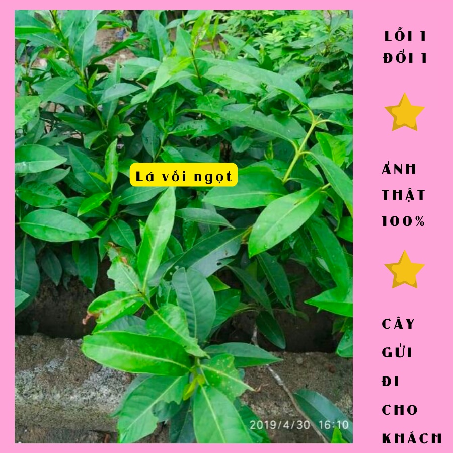 Cây vối nếp  cao 50cm, rậm đẹp, lá sum xuê