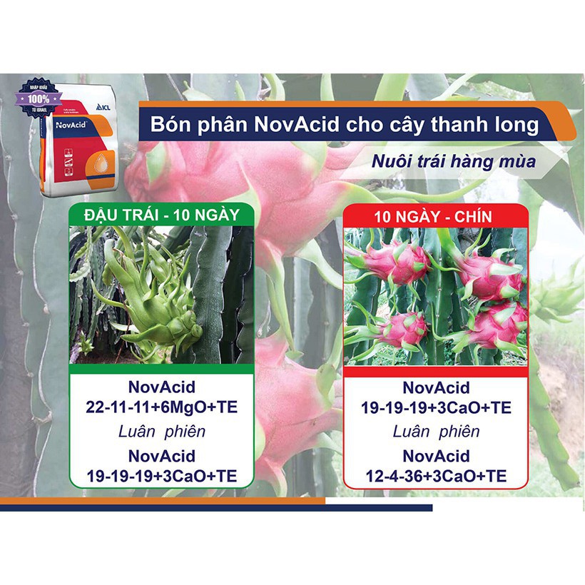 Phân bón hòa tan Israel NPK NovAcid 22-11-11+6MgO+Te giúp thúc cây bung chồi non đồng loạt, tăng kích cở trái thông qua