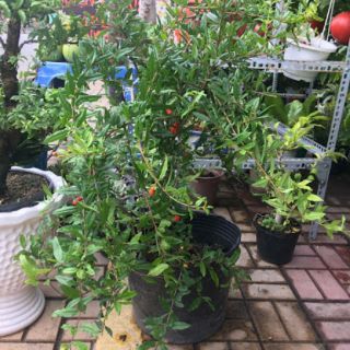 Cây 🌲 Lựu đỏ ấn Độ đang hoa