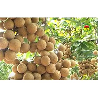 Cây giống Nhãn Lồng [ Cho trái sớm ]