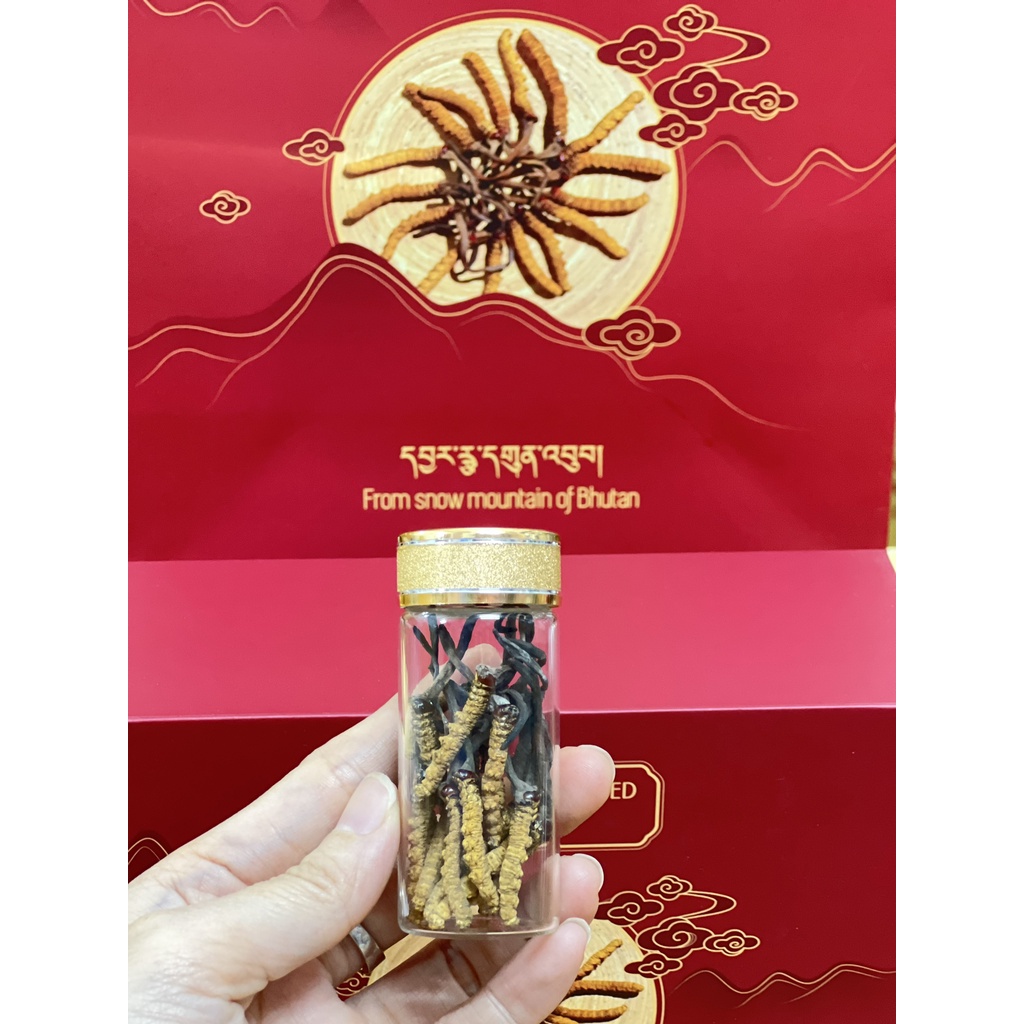Đông Trùng Hạ Thảo Bhutan Nguyên Con Size C - Set 1gram