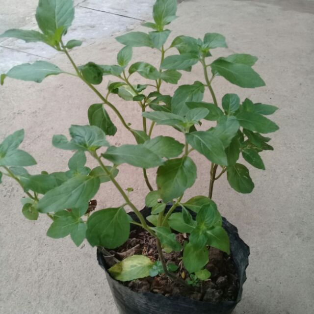 Cây giống bạc hà pháp