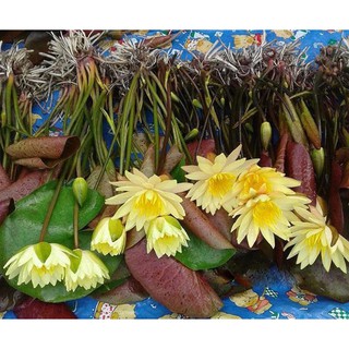 Cây hoa súng màu vàng Pinwaree