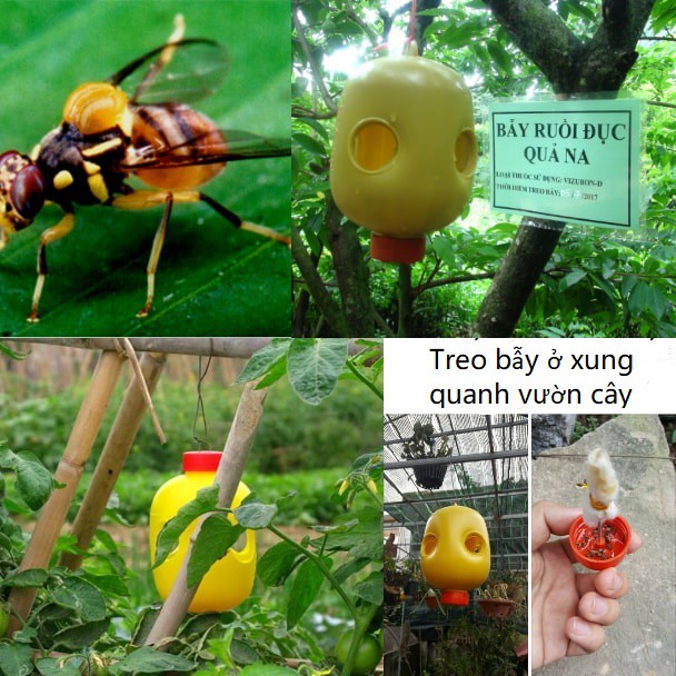Bẫy ruồi đục quả