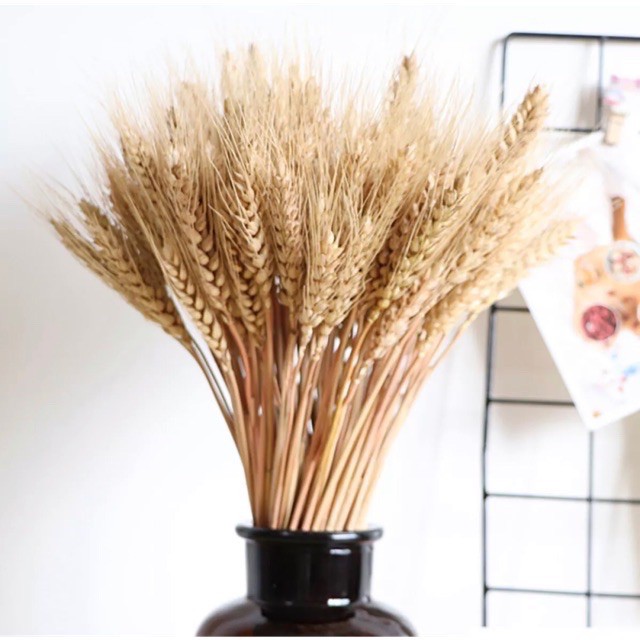 Nơi✟Cành lúa mạch khô làm phụ kiện chụp ảnh trang trí nhà và cửa hàng