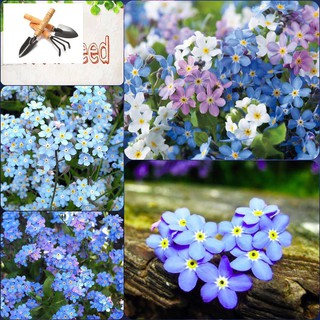 🌟HẠT GIỐNG HOA LƯU LY NHIỀU MÀU🌟 GIỐNG HOA DỄ TRỒNG CỰC ĐẸP GÓI 50 HẠT TRỒNG HOA TẾT