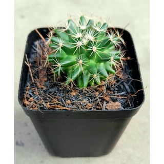 Xương rồng mammillaria heyderi