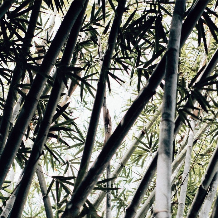 Tăm Bông Ngoáy Tai Người Lớn 100 Que Thân Gỗ Thân Thiện Môi Trường