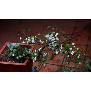 HOA MAI TRẮNG ( nhất chi mai) - BẦU CÂY LỚN