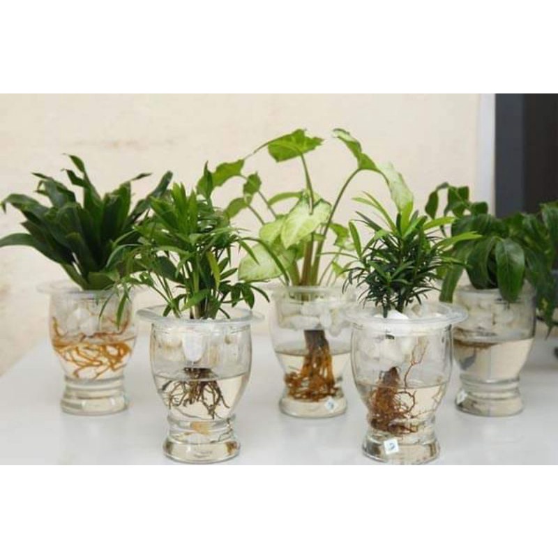 Cây giả/ Cây lá rùa cảnh 18 lá to cao 76 cm loại 1 decor siêu đẹp