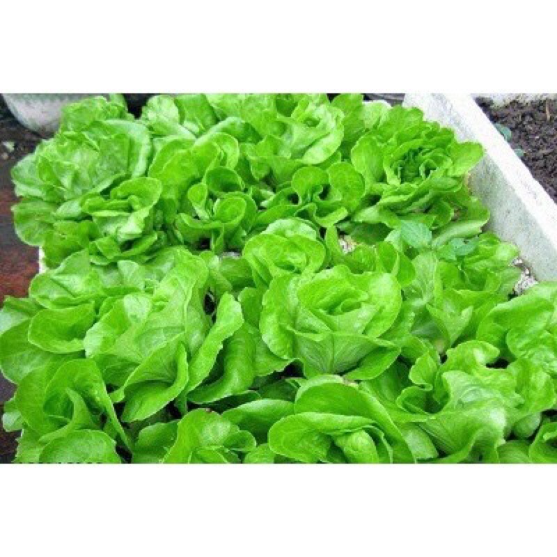 HẠT GIỐNG RAU XÀ LÁCH, NĂNG XUẤT CAO SINH TRƯỞNG SIÊU KHOẺ