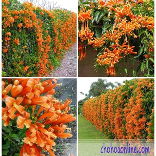 Hạt giống Cây dây leo  Dây Rạng đông chống nóng hè 4 hạt tuyệt đẹp ĐẠI GIẢM GIÁ TẾT