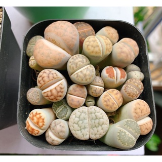 Sen đá mông , thạch lan , Lithops 1 năm tuổi