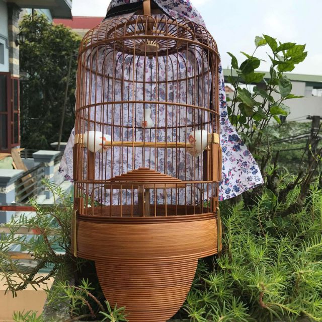 Khuyên đẹp