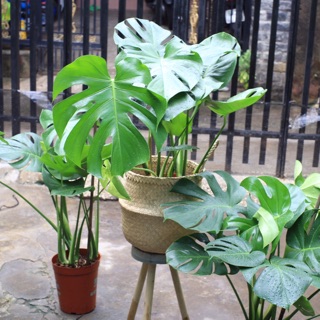 Monstera Deliciosa kèm giỏ cói