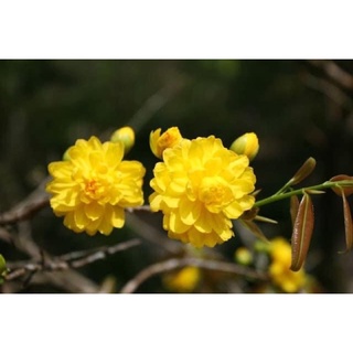 Cây Hoa Mai ( cây giống )