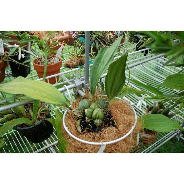 (giá rẻ) Xơ dừa sợi gói 150-200g