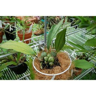 (giá rẻ) Xơ dừa sợi gói 150-200g