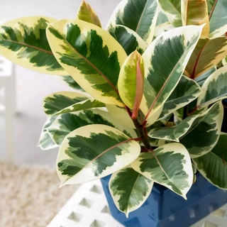 Chậu cây đa cẩm thạch - Ficus elastica Tineke