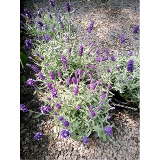 Cây oải hương/lavender Pháp/Anh/Tây Ban Nha