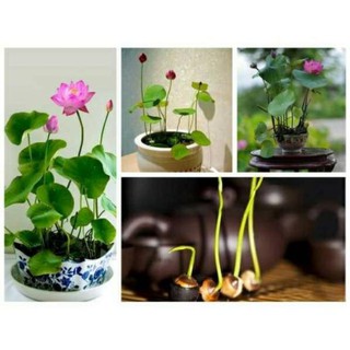 5 Hạt sen nhật mini Nhiều màu