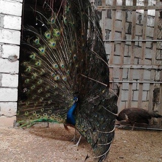 Lông công 80-85cm loại siêu TO ĐẸP