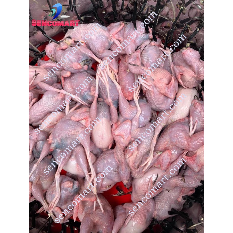 Địa chỉ bán máy vặt chim bồ câu, chim cút hàng Việt Nam Gía Rẻ