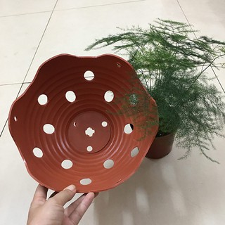 Set 5 chậu nhựa giả gốm trồng lan Φ23cm