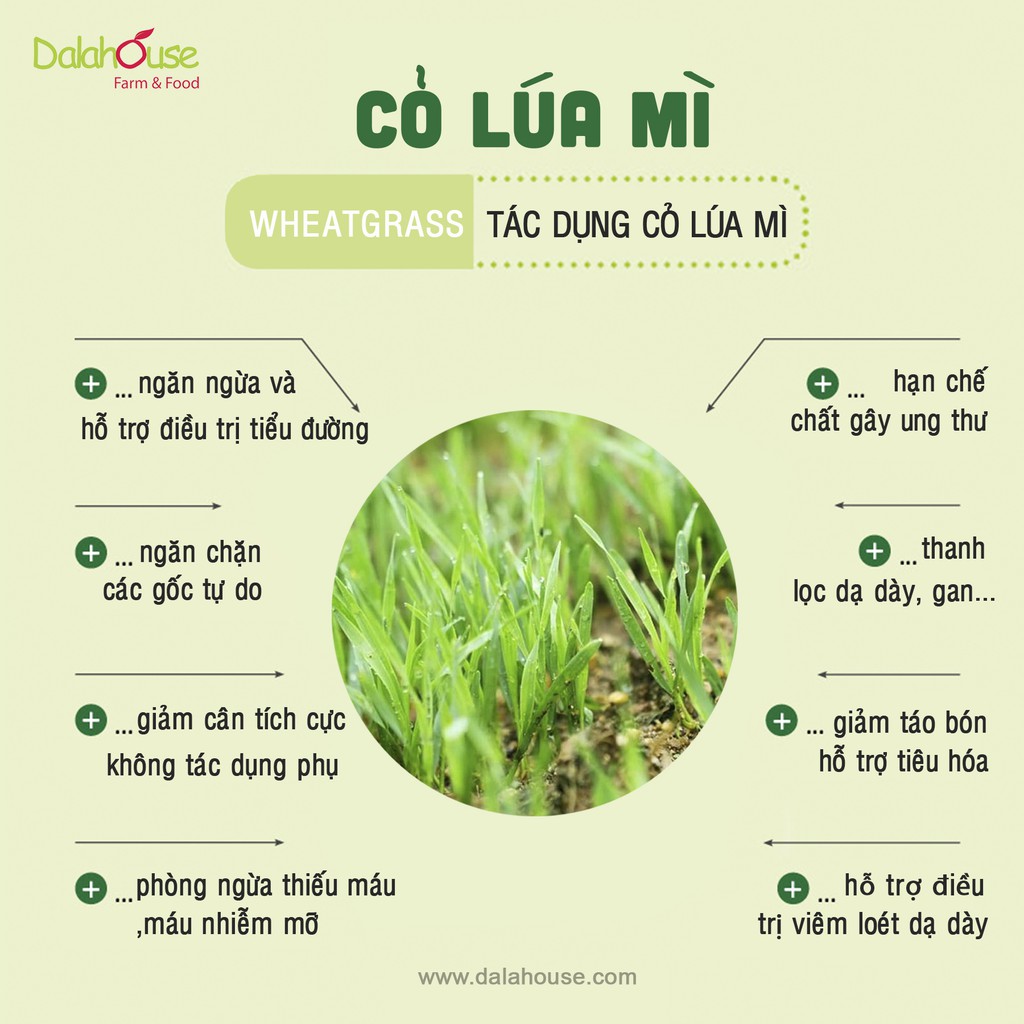 Bột cỏ lúa mì cho bé ăn dặm Dalahouse - Bột rau củ tăng cường hệ miễn dịch, cung cấp dinh dưỡng cho bé