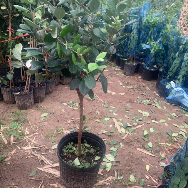 Cây ổi dứa