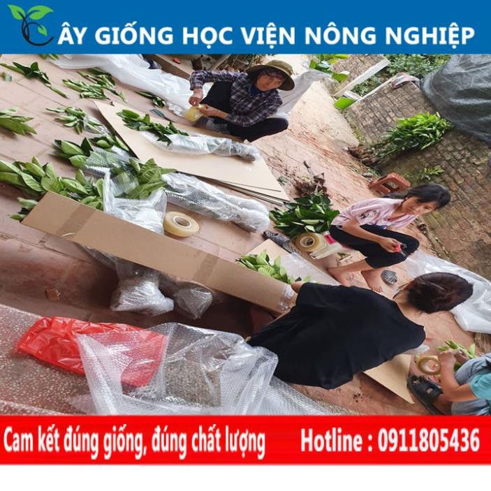 Sản phẩm Cây Ăn Trái giống cây thiên lý siêu hoa năng suất cao