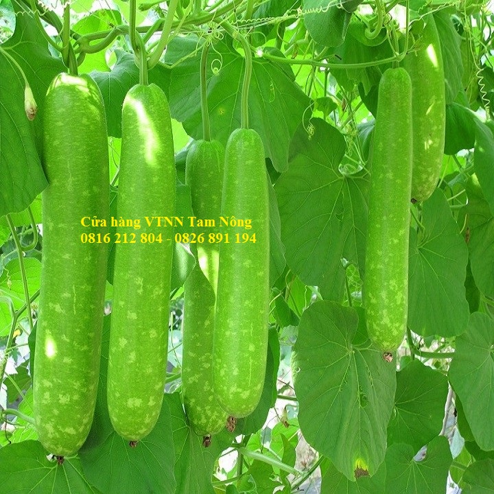 Gói 10 hạt  _ HẠT GIỐNG BẦU SAO LAI F1 _BOHA 01